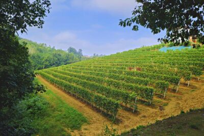 Piemonte rocche del Roero Montà vigneti