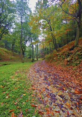 Piemonte Valle Pesio - Trekking nel castagneto