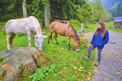 Piemonte Valle Pesio muli per il trasporto 