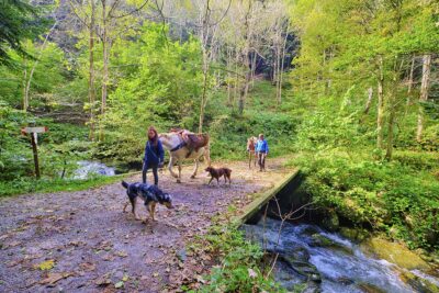 Piemonte Valle pesio trekking coi muli