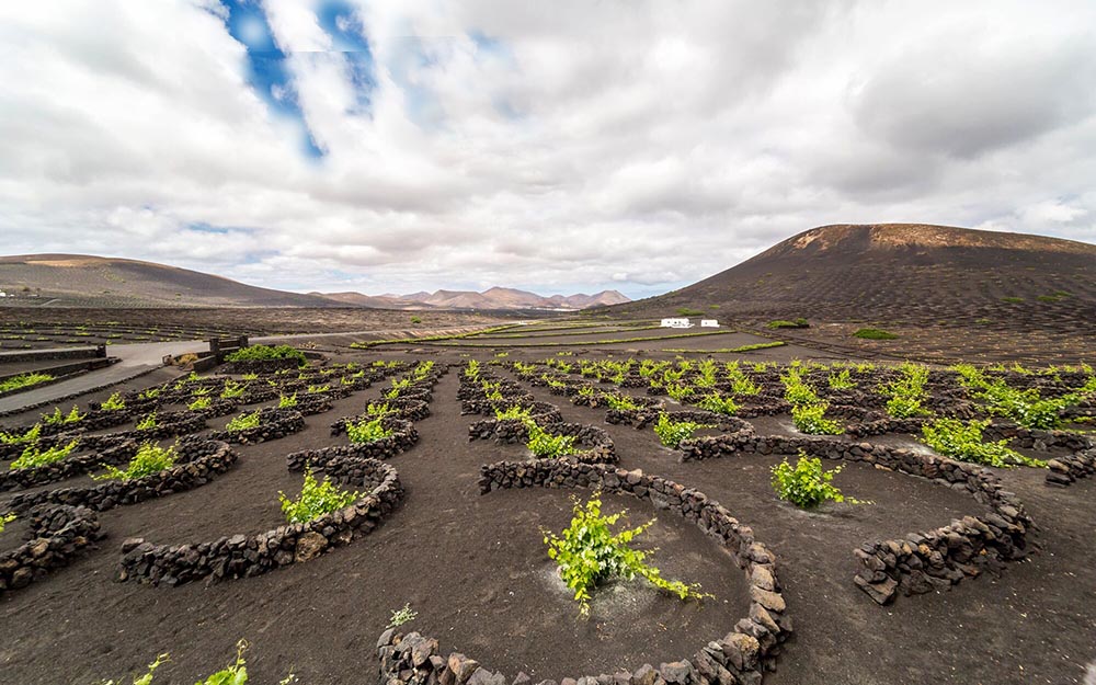 Assaporare il mondo Lanzarote storia della vite