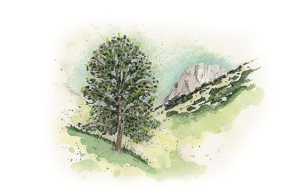 Voci dal bosco Pino solitario Gran Sasso -_Illustrazione Giuliano Dall’Oglio