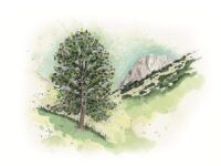 Voci dal bosco Pino solitario Gran Sasso -_Illustrazione Giuliano Dall’Oglio