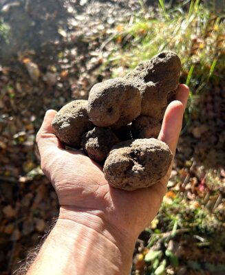 Tartufo nero Festival Marche Roccafluvione