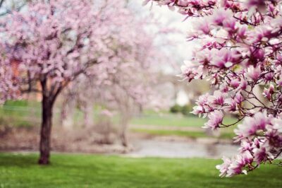 Pasqua risveglio della natura Magnolia 