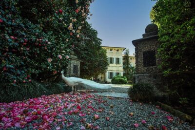 Terre Borromeo Isola Madre pavone Lago Maggiore