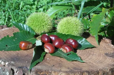 Festa del Marrone la castagna di San Zeno Dop Verona