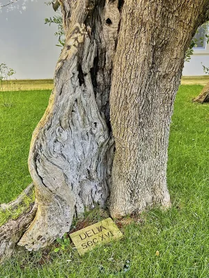 Puglia Salento Lecce Palmariggi ulivo del XVI secolo