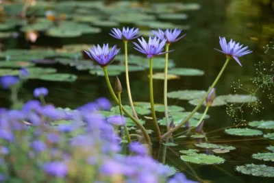 Parco Giardino Sigurtà Valeggio sul Mincio Verona