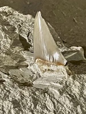 Trapetus - Salento Domus, lucerna