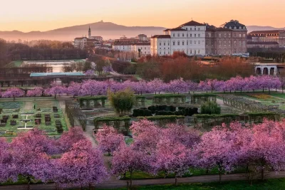 Primavera fioriture itinerari colori Reggia di Venaria i ciliegi in fiore