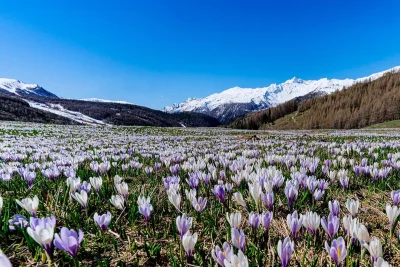 Primavera fioriture itinerari colori Valtellina