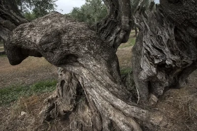 Puglia, Gargano, Manfredonia Siponto 