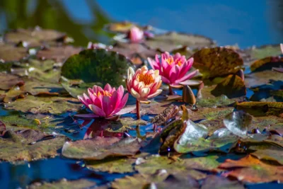 Al Giardino Sigurtà le Fioriture dialogano con l’Arte: 162 installazioni di Animali diffuse nel Parco 2 Valeggio sul Mincio, Parco Giardino Sigurtà