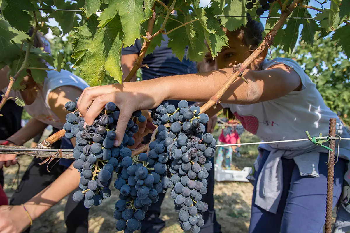 Cantine Aperte in Vendemmia 2026 vendemmia 2026, eventi enogastronomici autunno, turismo del vino, enotour Italia, degustazioni cantine aperte,