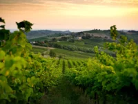 Home 4 vendemmia 2026, eventi enogastronomici autunno, turismo del vino, enotour Italia, degustazioni cantine aperte,