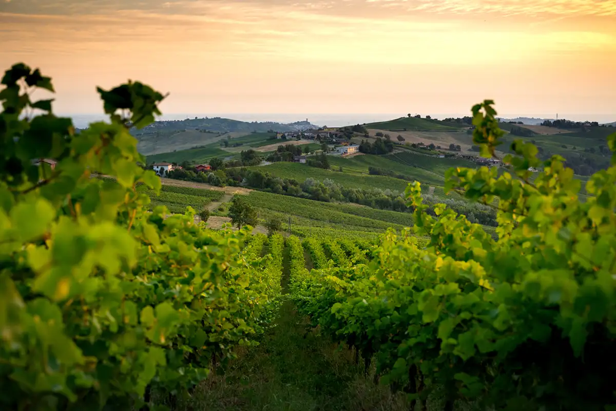 vendemmia 2026, eventi enogastronomici autunno, turismo del vino, enotour Italia, degustazioni cantine aperte,
