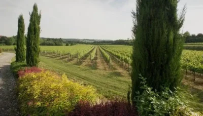 Weekend in Franciacorta: tra vigne, stelle e bollicine d’autore nella corte di Freccianera 3 Festival Franciacorta Freccianera, weekend in Franciacorta, picnic tra le vigne Franciacorta, degustazione vino e astrologia, masterclass metodo classico