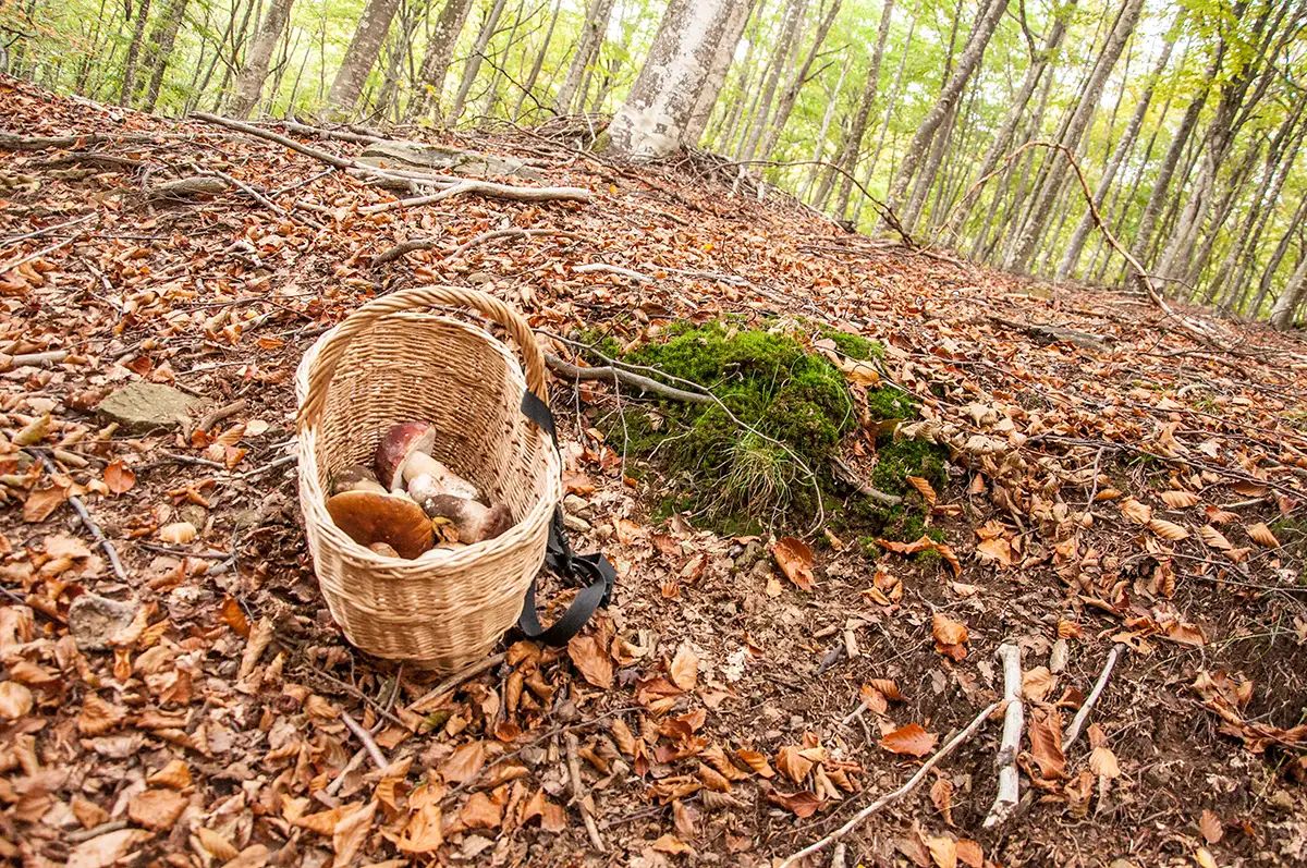 autunno Alta Val Taro e Val Ceno, funghi porcini