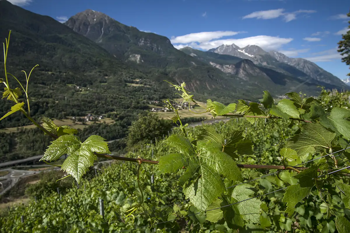 vigneti a 700 m in basso la valle della dora baltea (ph. vgiannella) viticoltura eroica Valle d'Aosta, Crotta di Vegneron, Fumin affinamento miniera, vini autoctoni valdostani