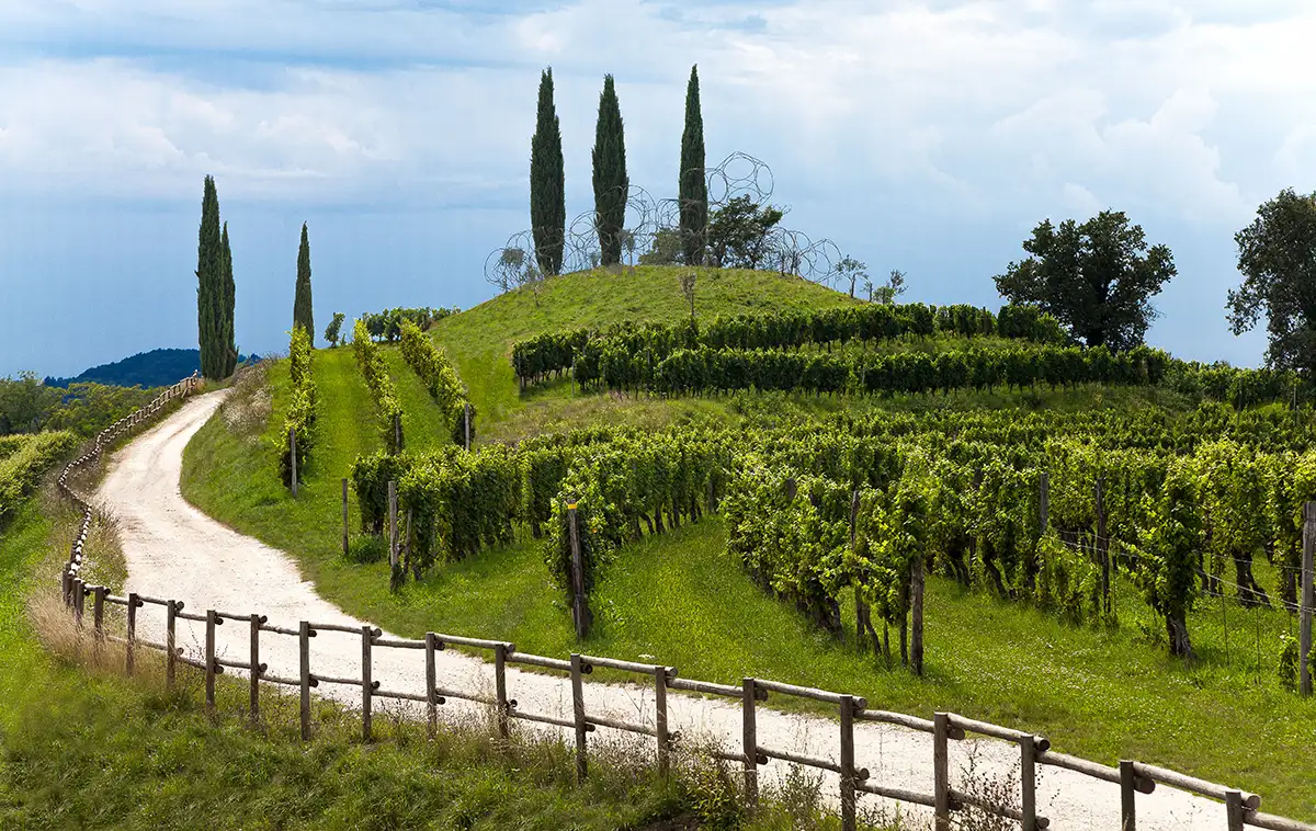 viaggi, arte, vino, MetodoContemporaneo, Cantine, paesaggio